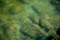 image of minnows swimming near shallow rocks